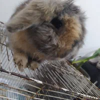 خرگوش لوپ اصیل