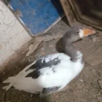 غاز جوان درشت