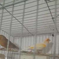 فروش دو جفت قناری آماده مست مست|پرنده|پارسآباد, |دیوار