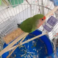 طوطی برزیلی ماده