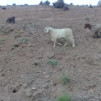 بز و بزغاله سفید رنگ‌