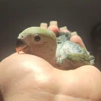 کوتوله برزیلی|پرنده|زرقان, |دیوار