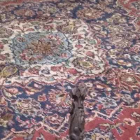 چوب سیگار کنده کاری|کلکسیون اشیاء عتیقه|زاهدان, |دیوار