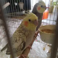 عروس هلندی جفت و رینگ عقب ۲۰۰
