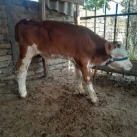 فروش گوساله نر