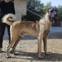 سگ سرابی