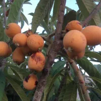 باغچه-500-متری-جاده-صدرا-جنب-دانشگاه-پردیس-صدرا