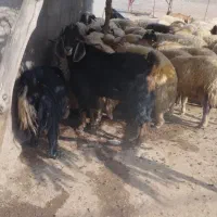 بز نر|حیوانات مزرعه|دره شهر, |دیوار