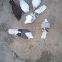 کبوتر