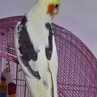 طوطی عروس دوکت|پرنده|رشت, آب آسیاب|دیوار