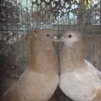 کبوتر|پرنده|بندرعباس, |دیوار