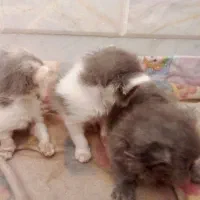 بچه گربه پرشین اصل|گربه|سبزوار, هویزه|دیوار