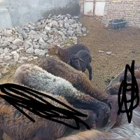 دو عدد میش زایده بره هاش نر