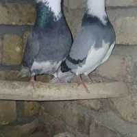 کفتر پرشی|حیوانات|ساروق, |دیوار