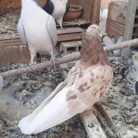 سرخ هفترنگ دم سفید بدرنگ