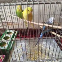 یک جفت مرغ عشق آماده تخم گذاری و یک نر مست|پرنده|ری, شهرک نظامی|دیوار