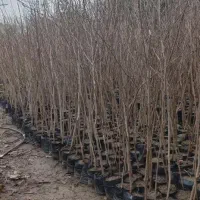 نهال فندق گلدانی