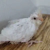 جوجه عروس هلندی آلبینو ، چشم شرابی|پرنده|بندر کنگان, |دیوار