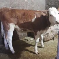 گوساله سیمینتال اصل|حیوانات مزرعه|موچش, |دیوار