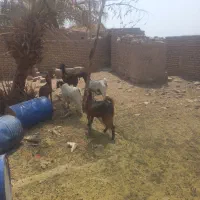گوسفند پاکستانس  بز و  کره نر