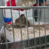 سهره خاکی|پرنده|نسیمشهر, |دیوار