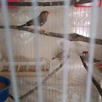 جفت فنچ مولد با جوجه و تخم