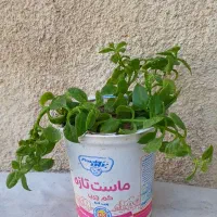 چند گل طبیعی.هدیه روز مادر|گل و گیاه طبیعی|تبریز, |دیوار