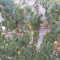 خانه باغ مبله 300 متری|فروش خانه و ویلا|زبرخان, |دیوار