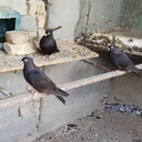 زاغ یه رنگ چشم نوک سفید