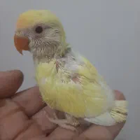 طوطی برزیلی لپ برفی دونخور