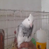 طوقی|پرنده|آغاجاری, |دیوار