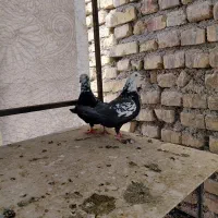 پلاکی کبوتر