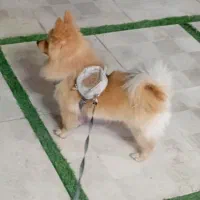 پامر روباهی جهت کشش