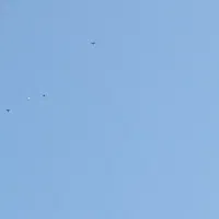 کبوتر|پرنده|رودسر, |دیوار