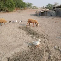 فروش یا معاوضه