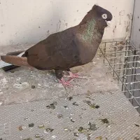 صرب و سوسنی|پرنده|مسجد سلیمان, |دیوار