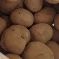 سیب زمینی آگریا گرید آ کیلویی 36