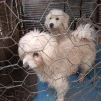 سگ نژاد دار ۰۰۰