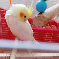 عروس هلندی لوتینو