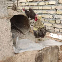 مرغ خروس