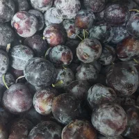 آلو طرقبه ای ودرشت|خوردنی و آشامیدنی|مشهد, طرق|دیوار