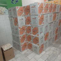 فروش عمده تخم مرغ پدیده