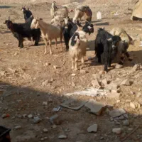 ۸رس.تیربزابسته.تورکی.بفروش.میرسد