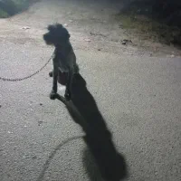 توله موسیمی