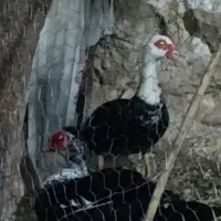 حیوانات مزرعه