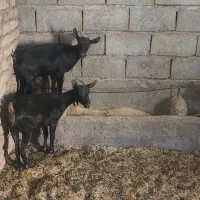 بر مورسیا