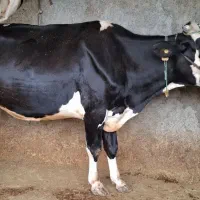 فروش گاو ابستن