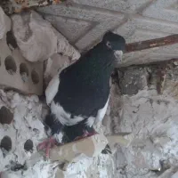 کبوترنقش|پرنده|گلپایگان, |دیوار