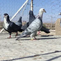 6عدد نر پرشی|پرنده|خوسف, |دیوار