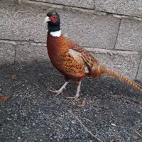 خروس امریکایی